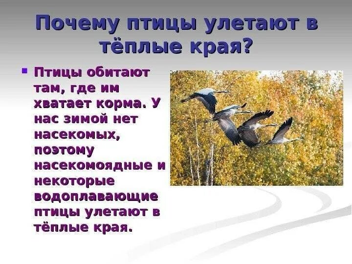 В каком месяце улетают птицы. Почему птицы улетают. птицы улетают в теплые края. почему птицы улетают на юг. почему птицы улетают в теплые края.