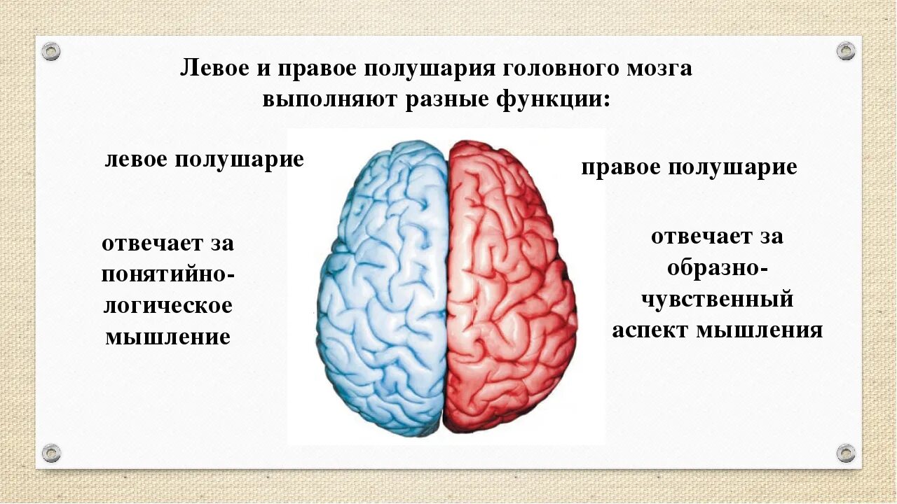 Функции правого полушария головного мозга. Левое и правое полушарие мозга. Левое и правое полушарие мозга мышление. За что отвечает правое полушарие. Различие полушарий мозга