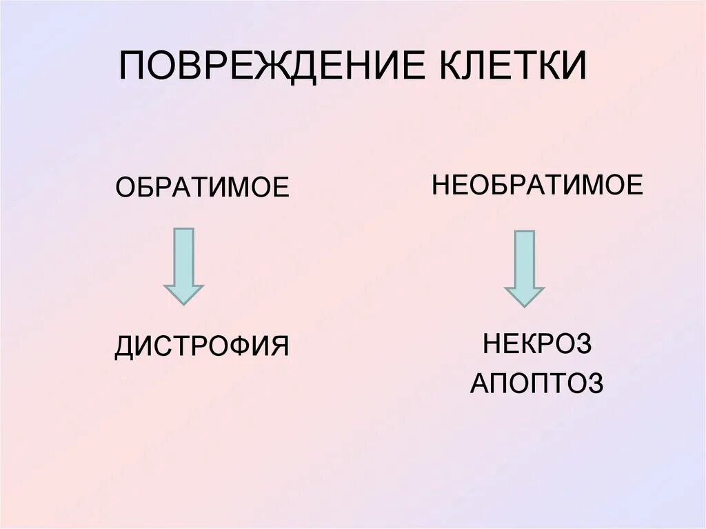 Необратимые повреждения клетки. Обратимые и необратимые повреждения клетки патофизиология. Морфология обратимого и необратимого повреждения клеток и тканей. Обратимые и необратимые повреждения клетки патанатомия. Необратимые изменения клетки