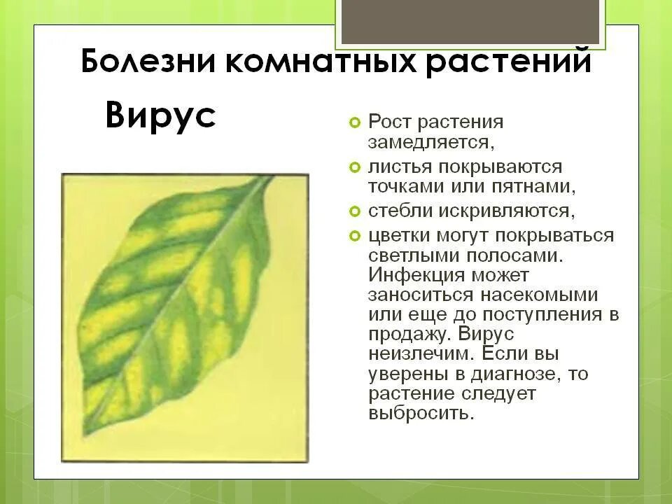 Неприятный лист. Заболевания растений. Заболевания растений по листьям. Болезнь на листьях растений. Заболевание листьев растений.