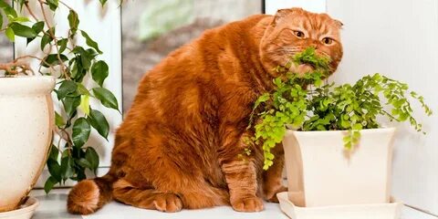 Cat plants