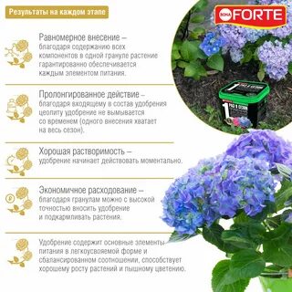 Какое удобрение вносить осенью под гортензию