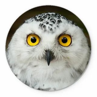 Ответ филин