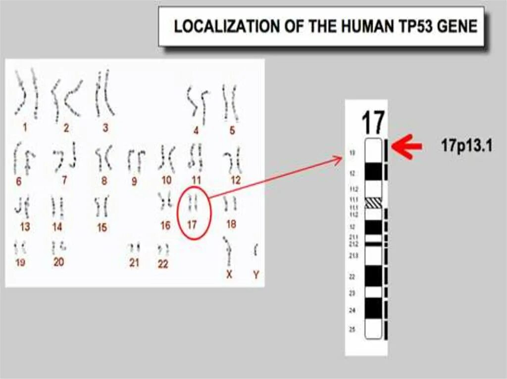 Tp53 gene. Гены p53 rb. Ген tp53. Геном tp53. Геном tp53.
