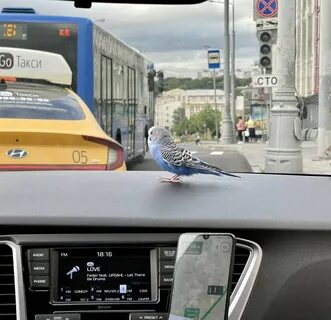 Залетел попугай