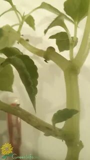 Бальзамин желтеют листья что делать