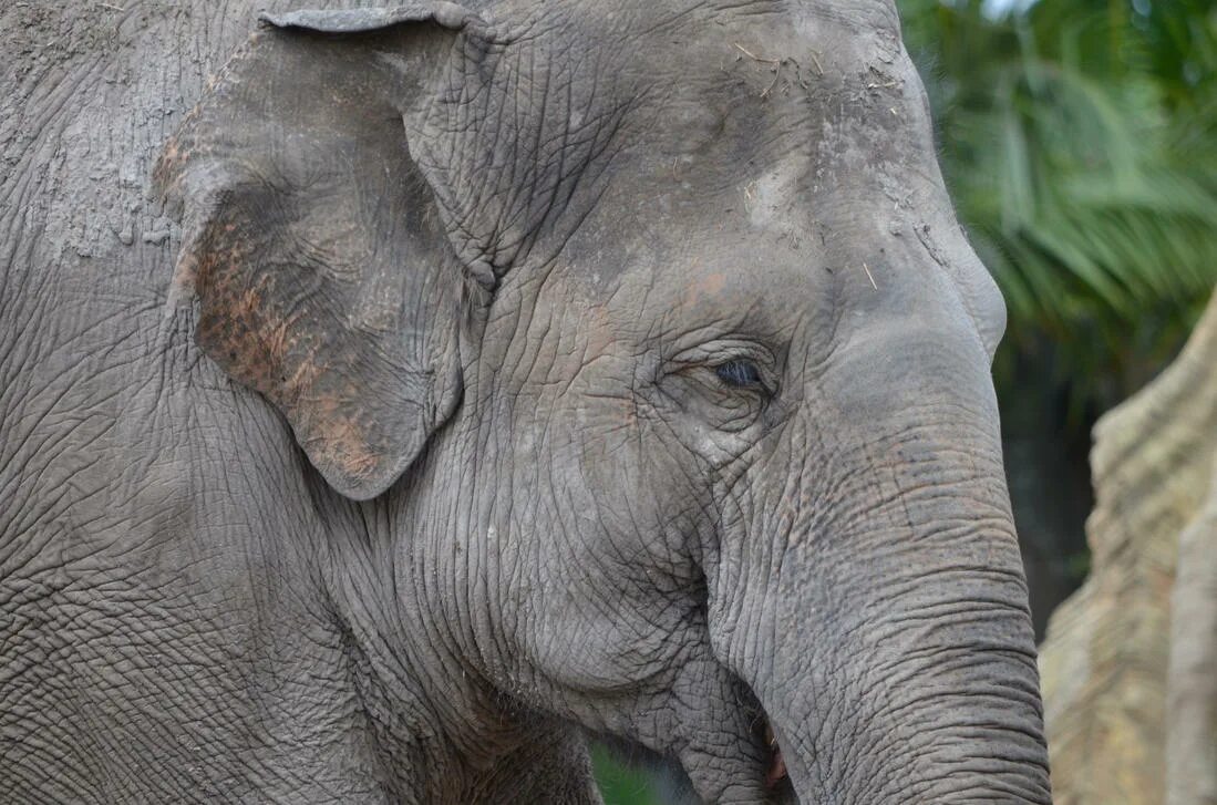 Old elephant. Голова слона. Морда слона. Индийский слон. Слоны на голове.