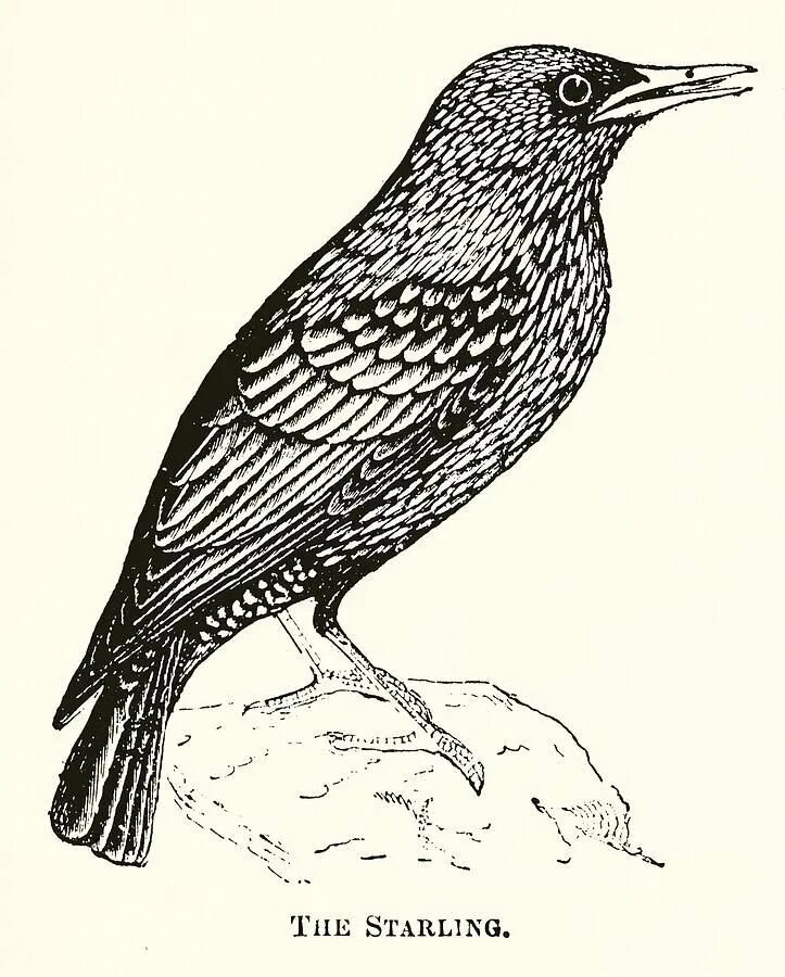 Скворец рисунок. Обыкновенный скворец рисунок. скворец раскраска. скворец раскраска для детей. раскраска птицы скворец.