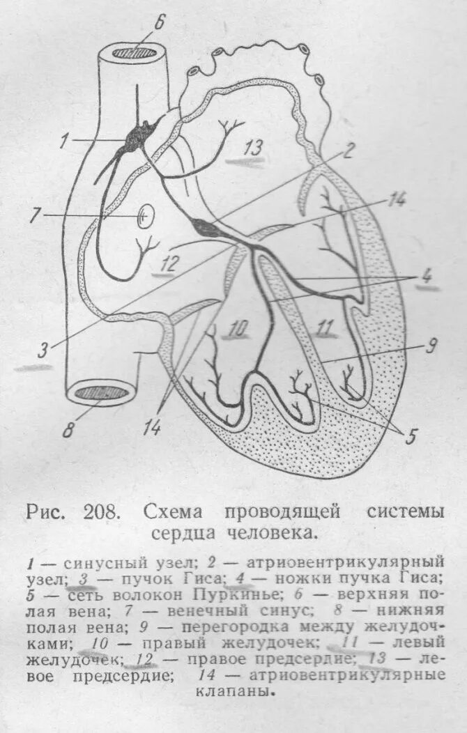 Проводящий рисунок. Проводящая система сердца человека схема. Проводящая система сердца схема физиология. Проводящая система сердца структуры проводящей системы. Схема работы проводящей системы сердца.
