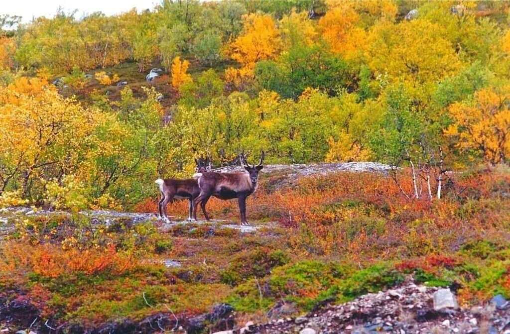 животные североморск