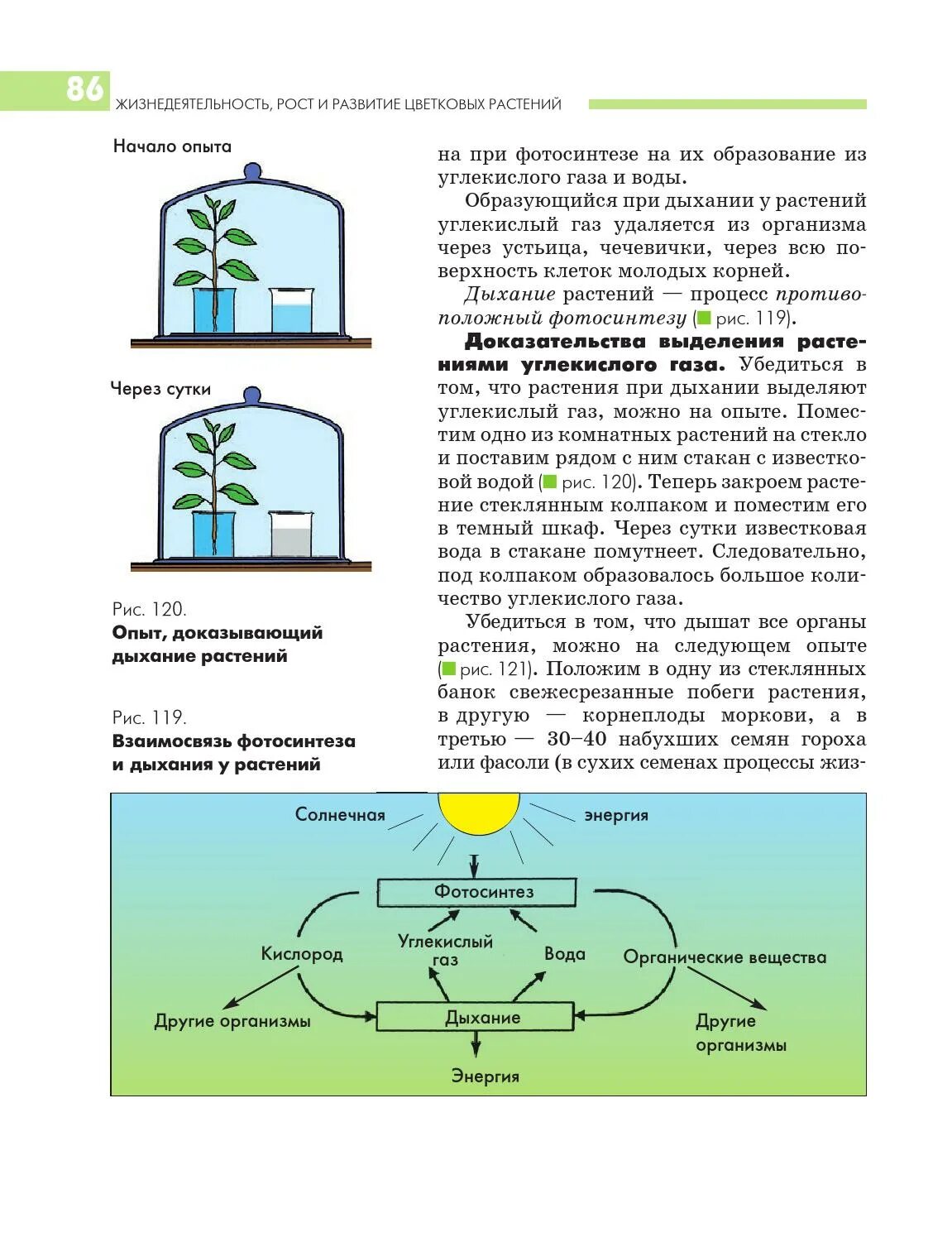 Вода углекислый газ солнечная энергия. Опыт по биологии 6 класс дыхание растений. Опыт по биологии 6 класс фотосинтез. Опыт доказывающий дыхание растений. Образование углекислого газа опыт.