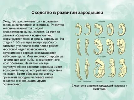 Форма развития зародыша