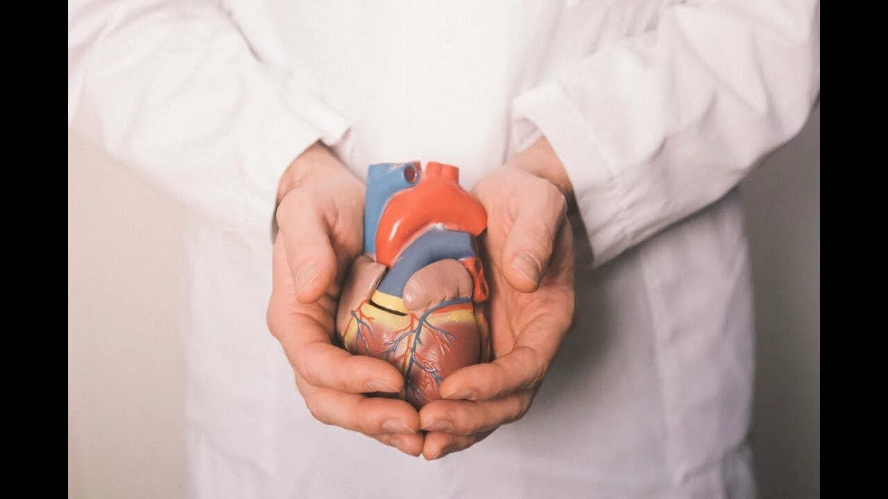 Сердце человека и доктор. Врач с сердцем. Сердце в руках врача. Доктор с сердечком. Сердце человека с доктором.
