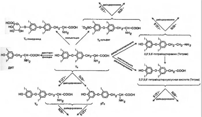 Тироксин ферменты. Синтез т3 т4 схема. Трийодтиронин (т3) и тироксин (т4).. Синтез т4 биохимия. Схема синтеза тироксина.