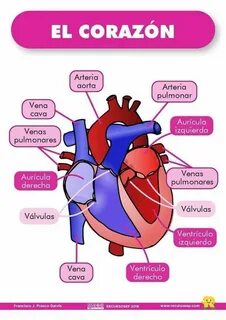 Del corazon