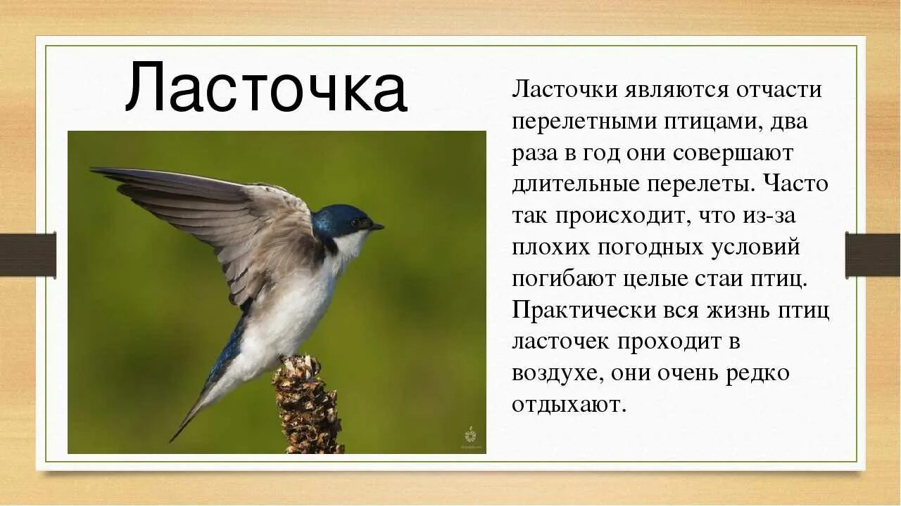 Рассказ про птиц 2 класс окружающий мир. Описание птиц. Сообщение о птицах. Рассказ о перелетных птицах. Доклад про ласточку.