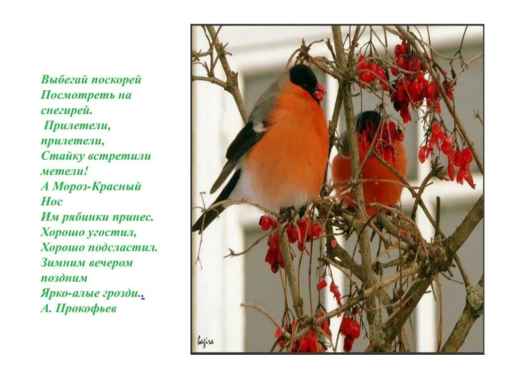 Прилетела стайка снегирей. Стих про снегиря. Снегири выбегай поскорей. Снегири прилетели. Снегири.