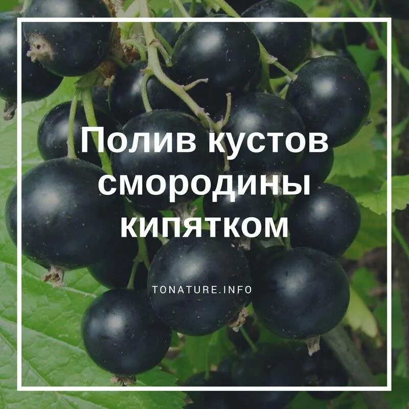 Куст смородины кипятком