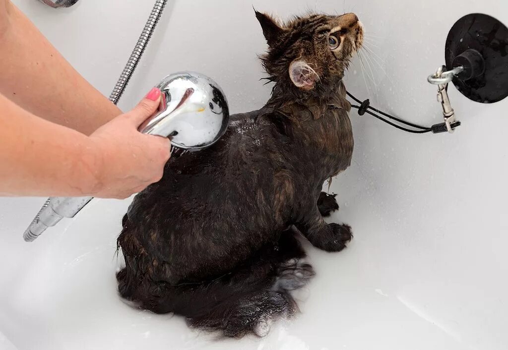 Можно ли купать с соплями. Приспособление для мытья кошек. Присоска для мытья кошек. Присоска для ванной для мытья кошек.