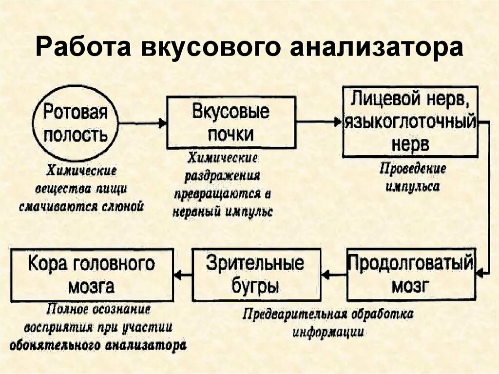 Этапы прохождения импульса. Схема работы вкусового анализатора. Блок–схемы обонятельного и вкусового анализаторов. Блок схема обонятельного анализатора. Схема анализатора вкусового анализатора.