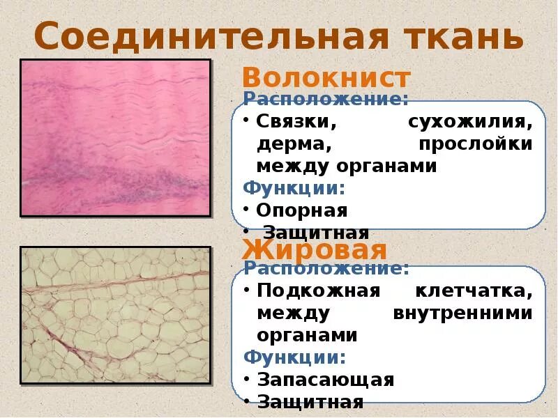 Ткань выполняющая опорную функцию организма. Соединительная ткань строение ткани. Соединительная ткань человека виды и функции. Собственная соединительная ткань функции. Виды соединительной ткани человека характеристика.