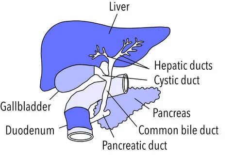 Functions of the Liver.