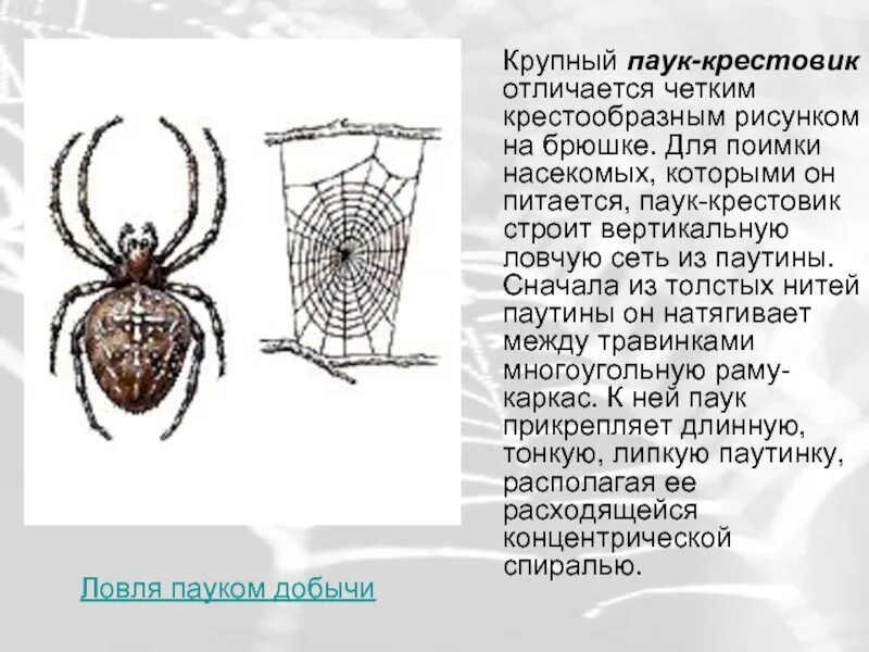 Сеть паука крестовика. Паук крестовик описание 3 класс. Паук крестовик характеристика. Паук крестовик ареал обитания.