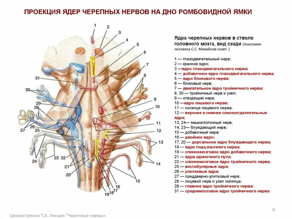 Схема расположения ядер черепно мозговых нервов. Ядра черепных нервов схема. Схема ядер ЧМН на дно ромбовидной ямки. Проекция ядра блокового нерва.