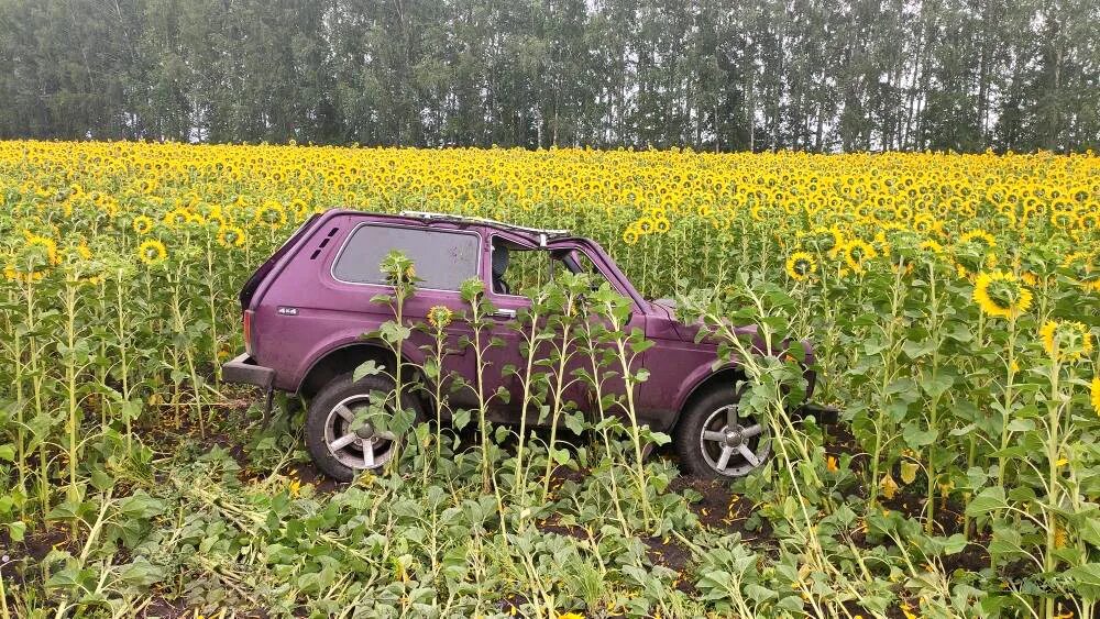 Ниву елец