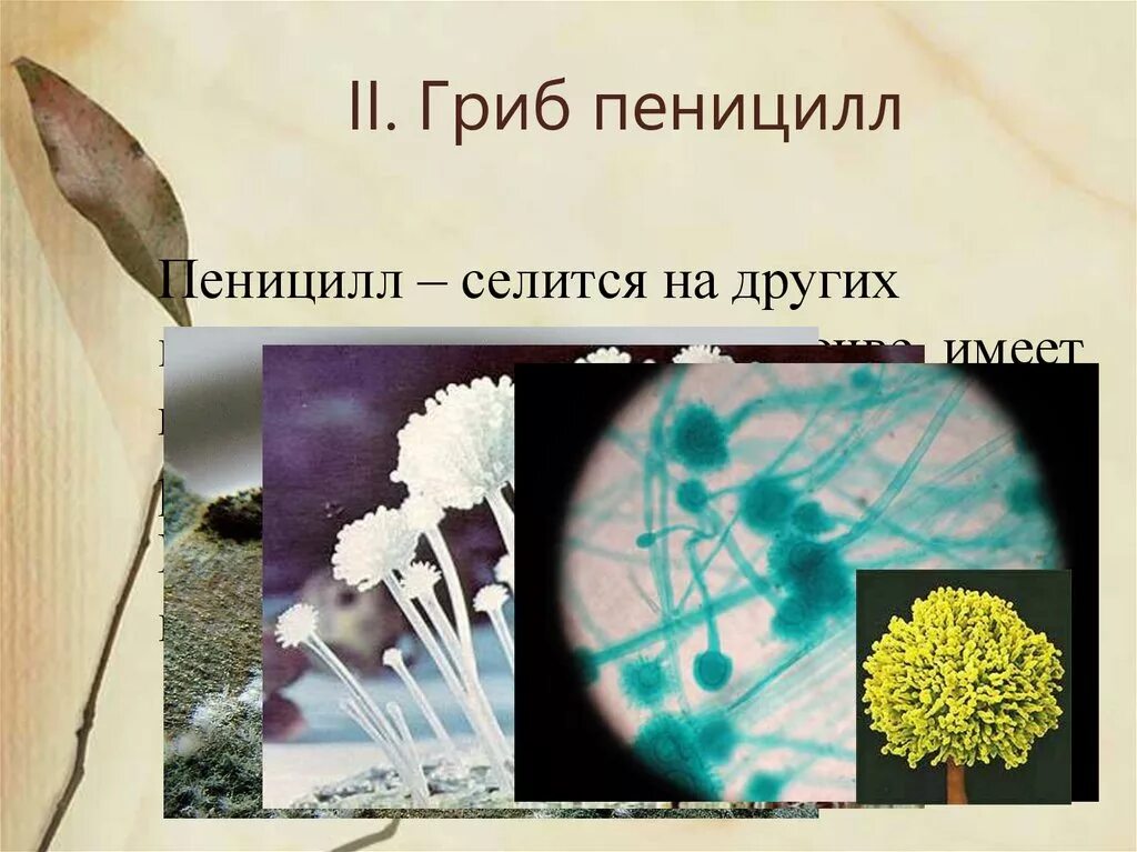 Плесень егэ