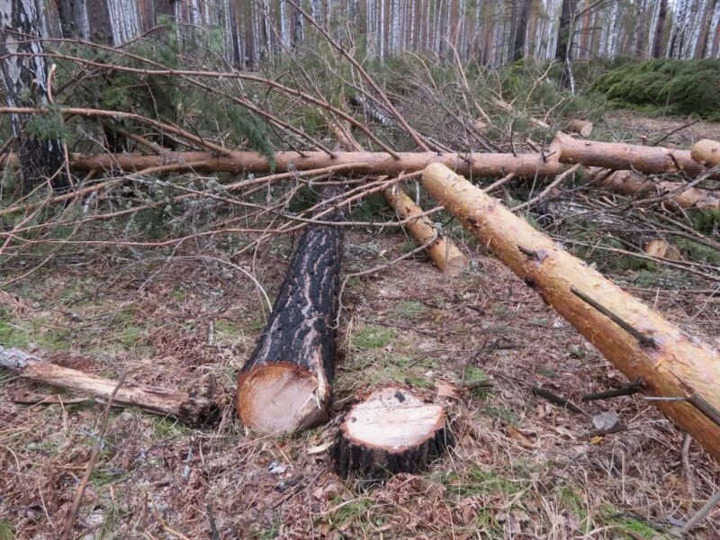Незаконная вырубка деревьев ук. Незаконная рубка лесных насаждений. Незаконная рубка лесных насаждений. Ответственность за незаконную вырубку леса. Лесозаготовка богучанский район.