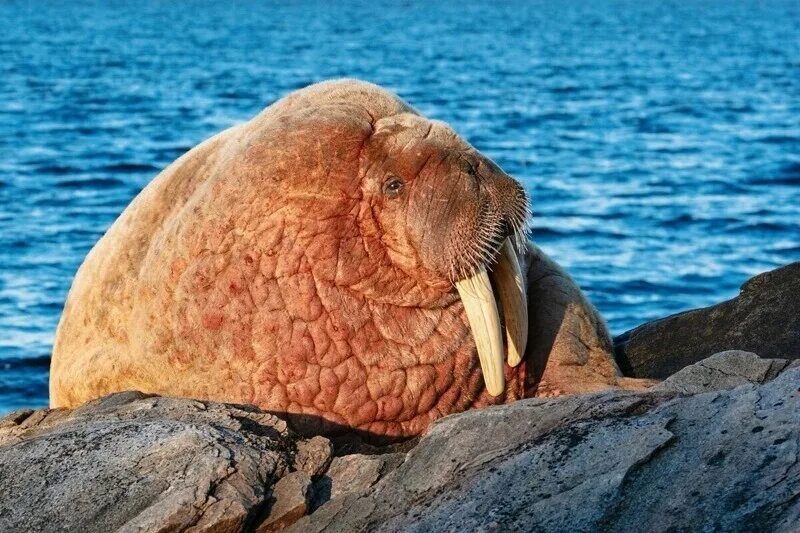 Атлантический морж. Морж ест моллюсков. Красный морж.