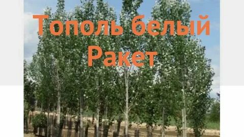 Белые тополя рассказ