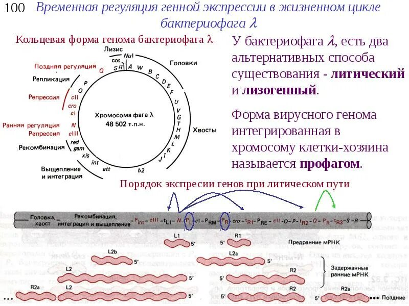 Цикл транскрипции. Жизненный цикл литического бактериофага. Лизогенный цикл бактериофага это. Жизненный цикл бактериофага транскрипция. Жизненный цикл бактериофага лизогенный и литический.