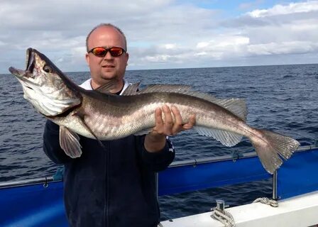 Fish of the Month July Entry - Shetland Hake!