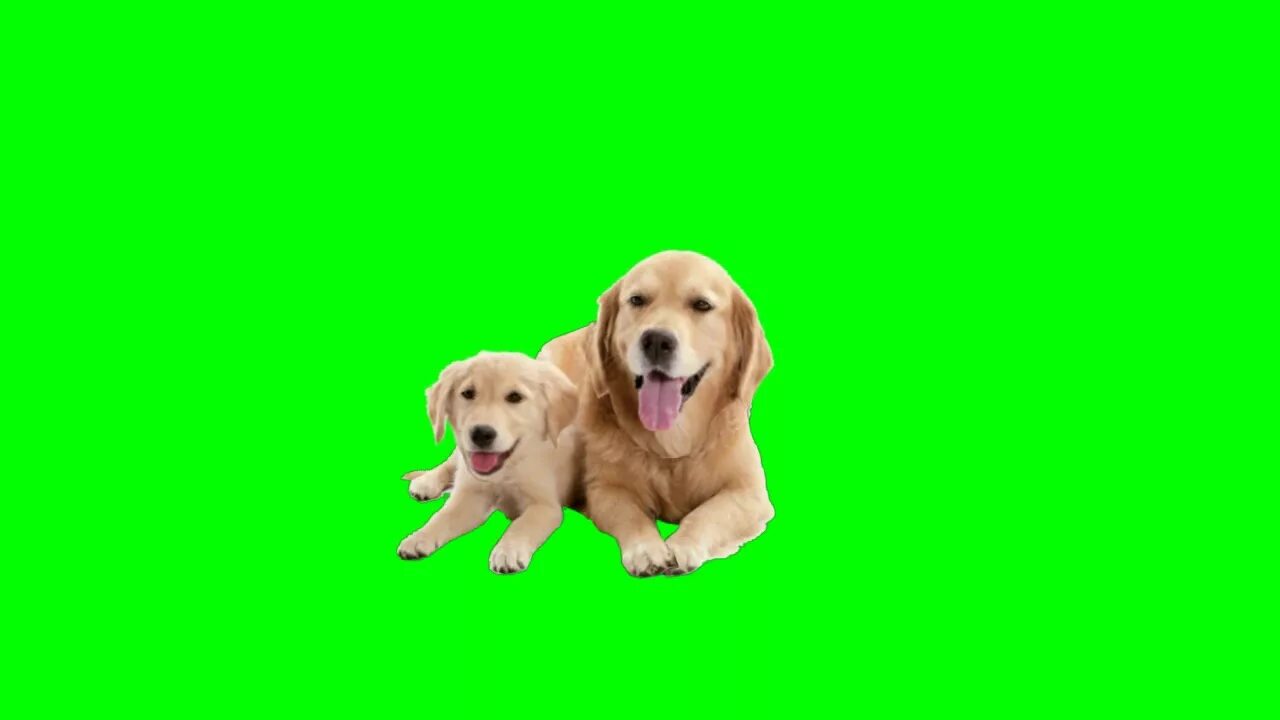 Союака на зелёном фоне. Собака на зеленом фоне. Собака на зеленом фоне. Собака на зеленом фоне. Собака хромакей.