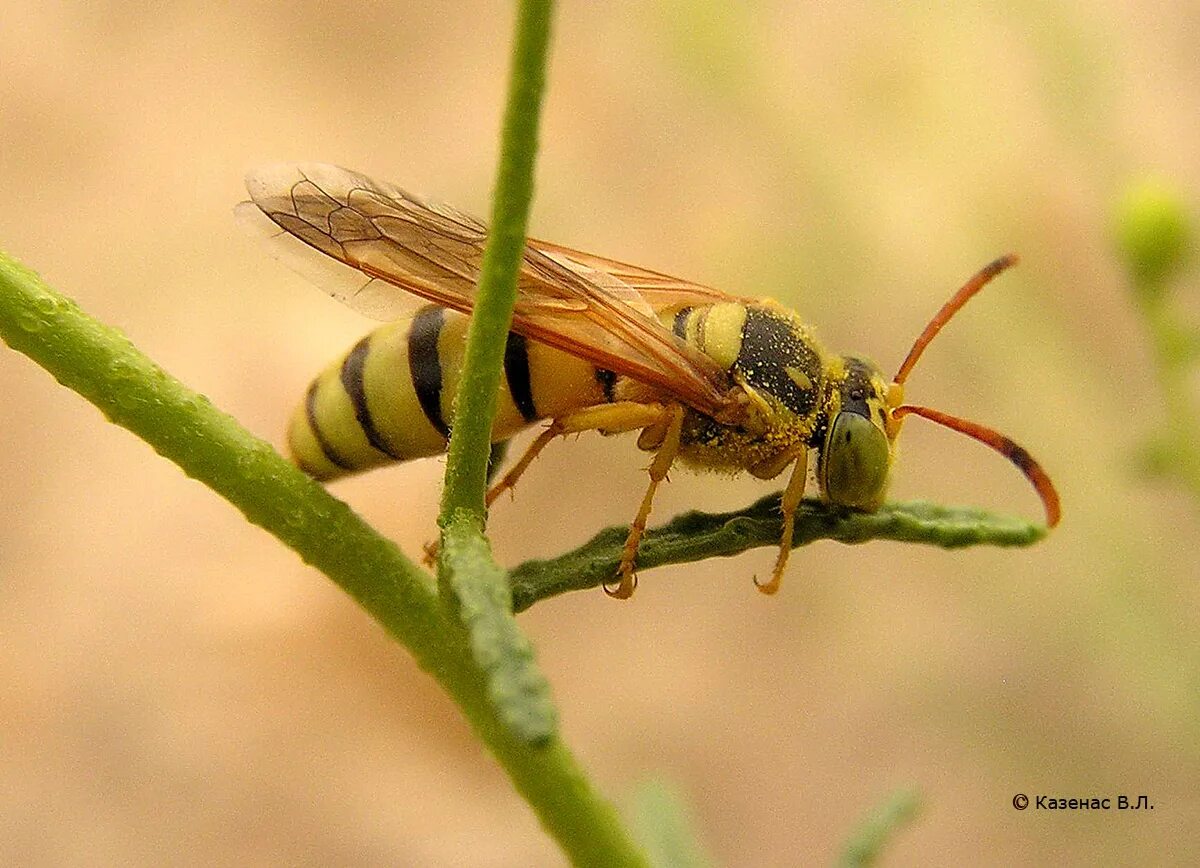 стебельчатобрюхие насекомые. Chalybion femoratum. оса бембекс фото. роющая оса 5 букв. Cerceris flavilabris.