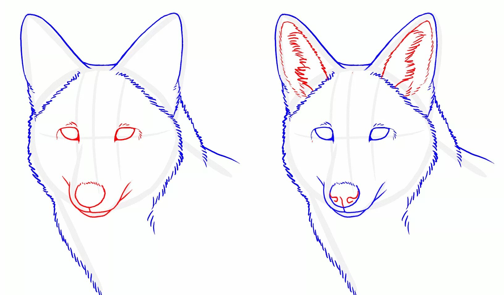 Как нарисовать волка поэтапно для начинающих. Поэтапное рисование волка. Рисунок волка карандашом для срисовки. Схема рисования волка. Рисунок волка карандашом для срисовки морду.