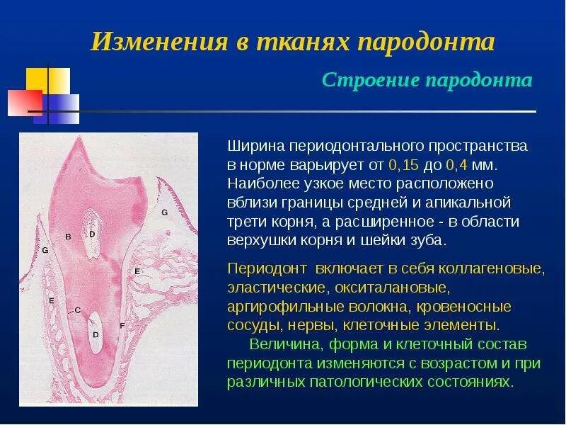 Морфологические изменения организма это. Изменения в тканях периодонта. Изменения в тканях пародонта. Морфологические изменения тканей.