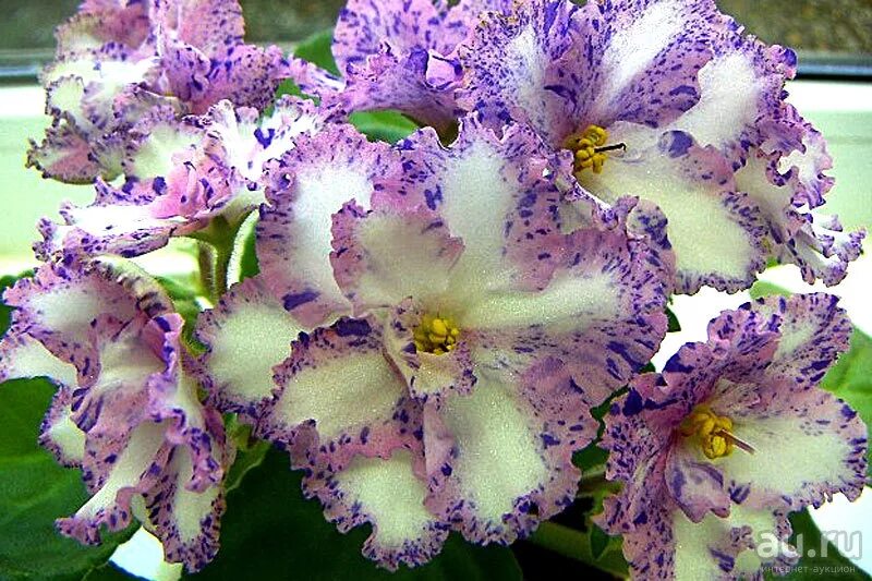 Фиалка джекпот. Рс тартюф фиалка. Ле принцесса вишенка фиалка. Фиалка рс. Фиалка рс тайна клеопатры.