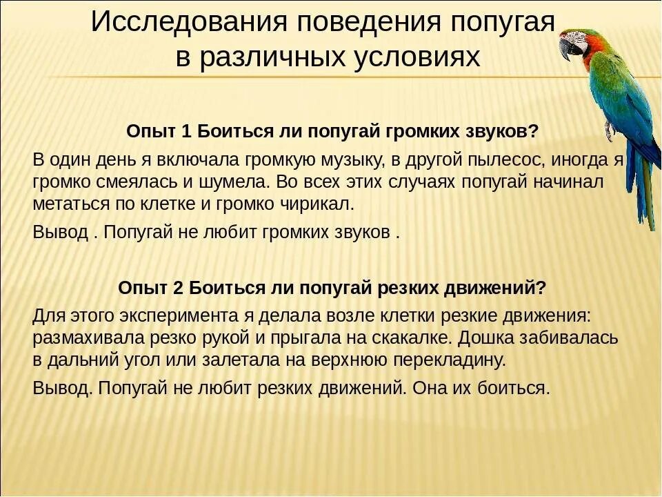 Поведение попугаев. Информация о попугаях. Рассказ о волнистом попугае. Волнистый попугай описание.