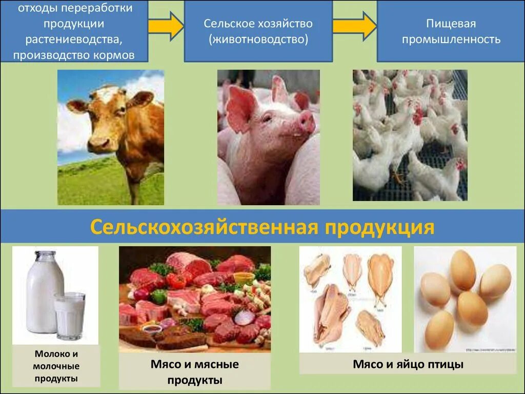 Пищевая сельскохозяйственная продукция. Продукция животноводства. Производимая продукция животноводства. Виды продукции сельского хозяйства. Продукция животноводства в сельском хозяйстве.