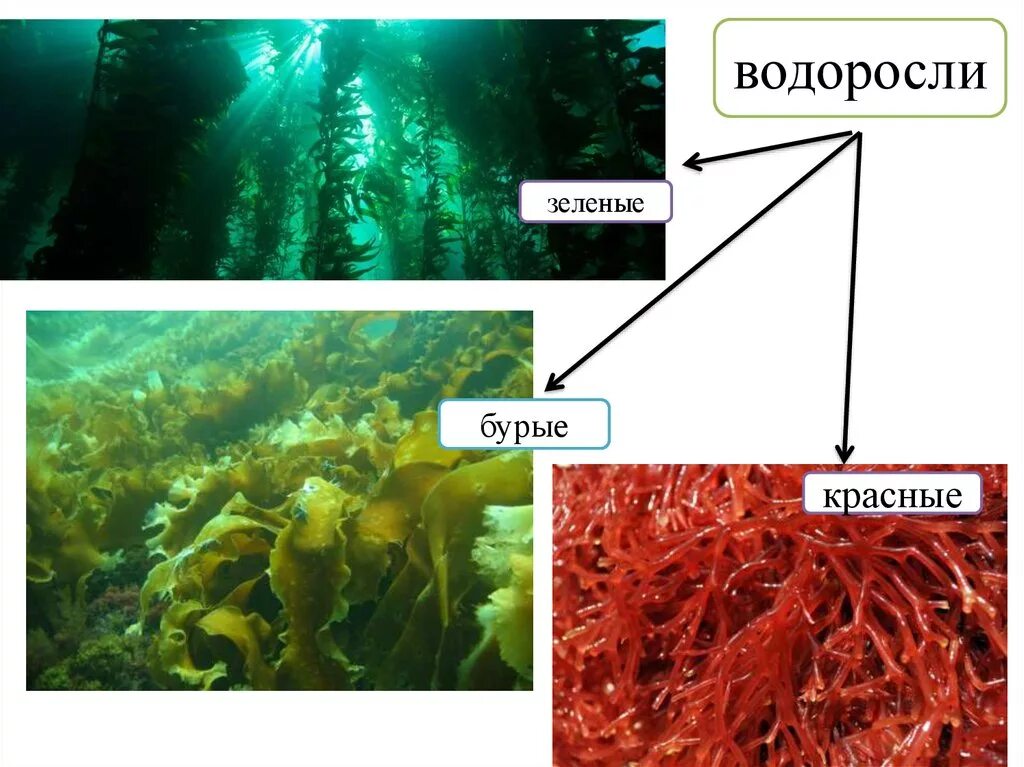 Водоросли зеленые бурые красные. Красные пи бурые водоросли. Бурые водоросли красные водоросли зеленые водоросли. Типы красных водорослей.