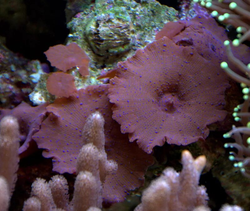 File:2011-11-18 Tremella fuciformis Berk.jpg - Wikipedia