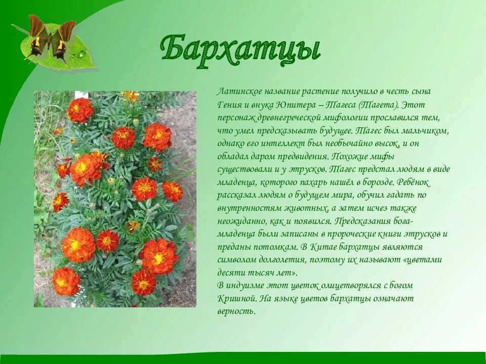 Бархатцы значение цветка. Легенды о цветах. легенда о бархатцах для детей. бархатцы латинское название. легенды о садовых цветах.