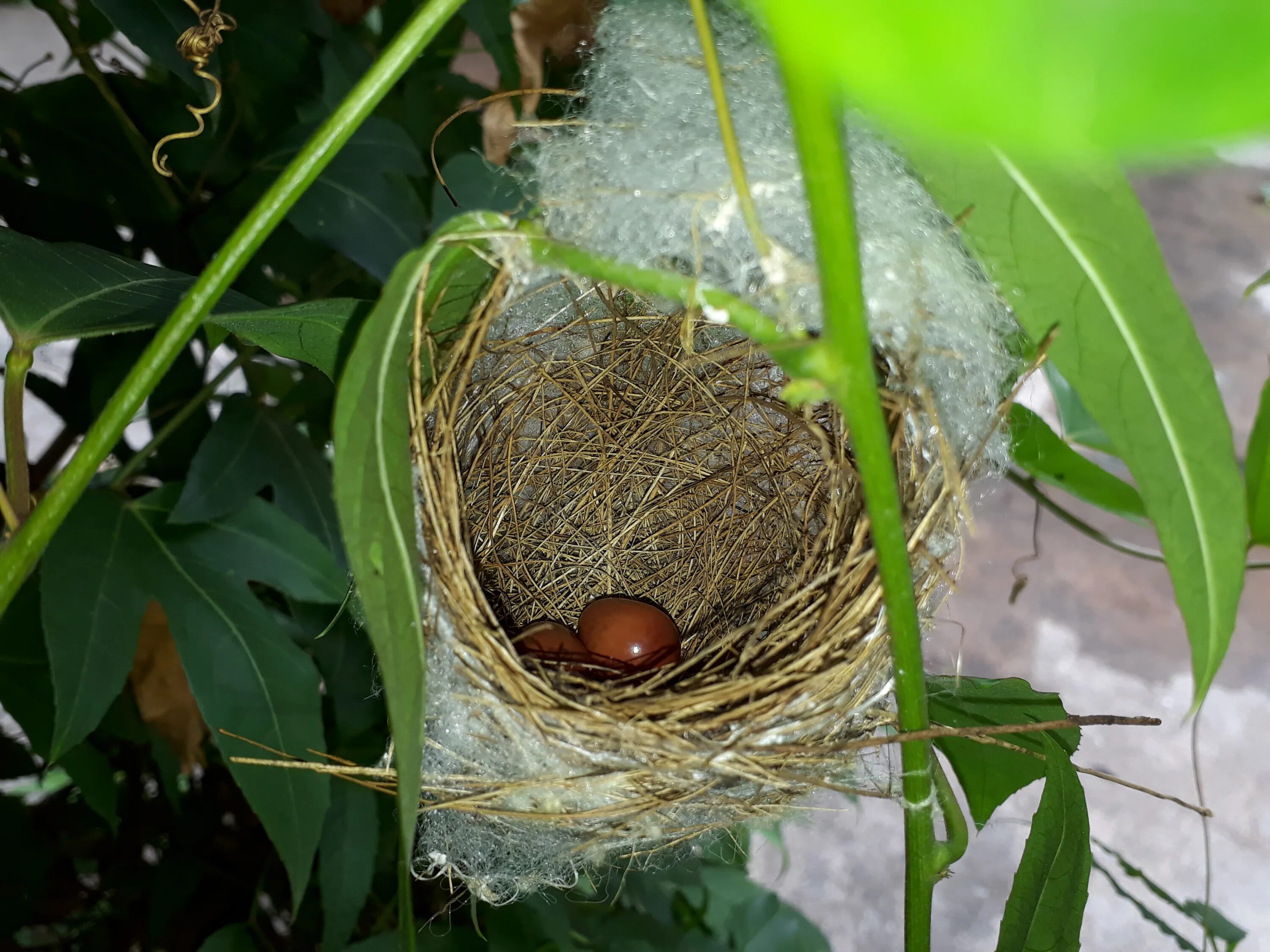 Gold bird s nest. Гнездо вьюрка. Ширли Джексон "Птичье гнездо". Гнездо Славки портнихи. Чашеобразное гнездо.