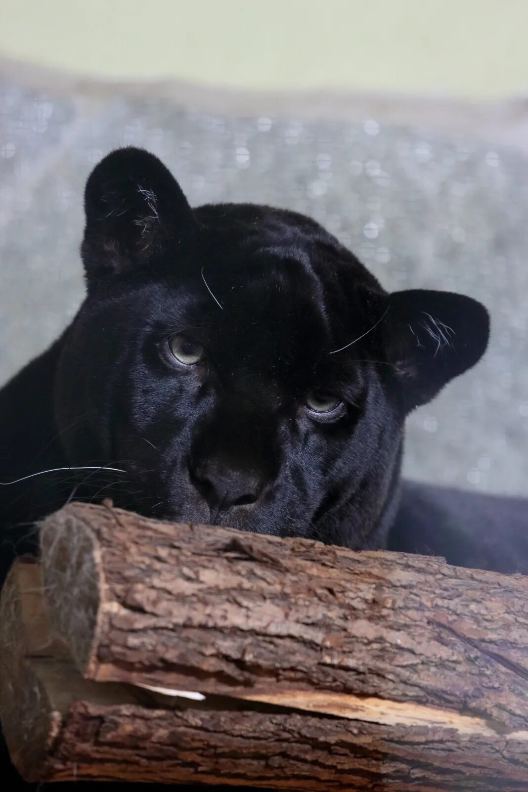 пантера в московском зоопарке. зоопарк лимпопо нижний новгород амазония. ягуар яго роев ручей. пантера в зоопарке. гималайский медведь алладин.
