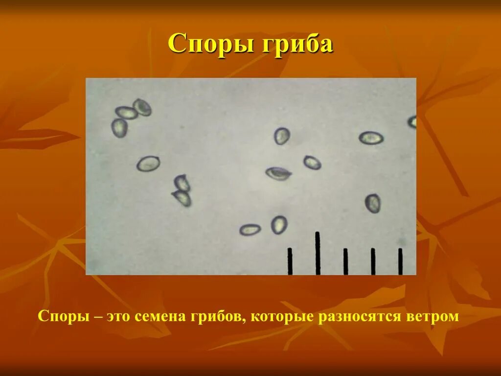 Споры грибов. Спора гриба. Споры грибов грибница. Размер споры гриба. Споры грибов семена