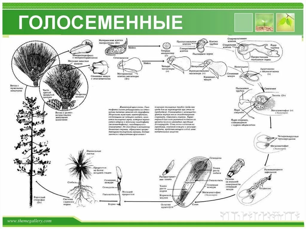 Жизненный цикл голосеменных ЕГЭ. Карта распространения голосеменных. Размножение голосеменных схема. Строение голосеменных растений. Усложнение организации голосеменных