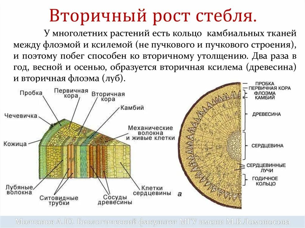 Тип ткани растения древесина. Ксилема ткань растений. Флоэма и Ксилема стебля. Ткани растений Ксилема флоэма. Строение стебля растения флоэма и Ксилема.